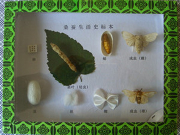 昆蟲(chóng)生活史標(biāo)本