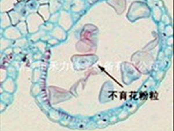 細(xì)胞生物學(xué)和遺傳學(xué)切片