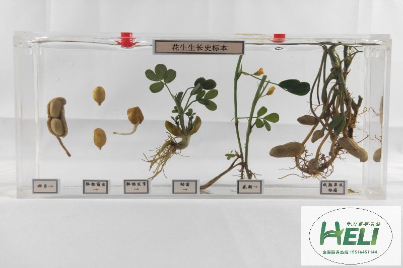 植物浸制標(biāo)本 花生成長史標(biāo)本